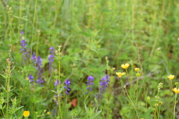 blue flowers in grass