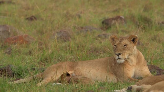 A sleepy African Lioness laying on the ground and dozing off - close up