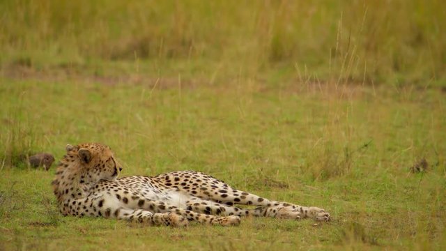 A beautiful African Cheetah resting on the lush, green grass - close up