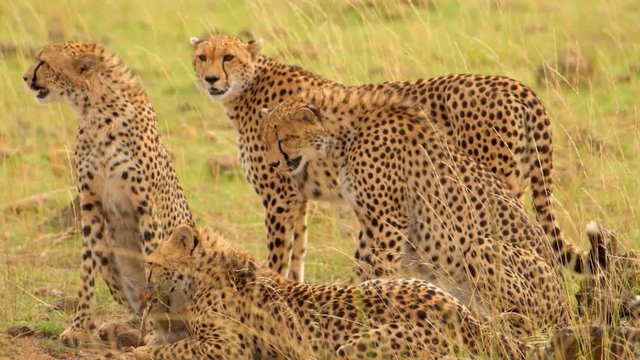 A group of African cheetahs catching a young gazelle calf with the baby getting away - close up