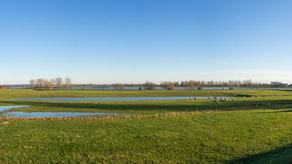 A sun overflown river landscape with green grassland and a flock of sheep grazing on the riverbank with bare trees and pollard willows in The Netherlands, the river Lek near Wijk bij Duurstede © Leoniek