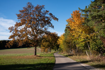 Obraz premium autumn in the park