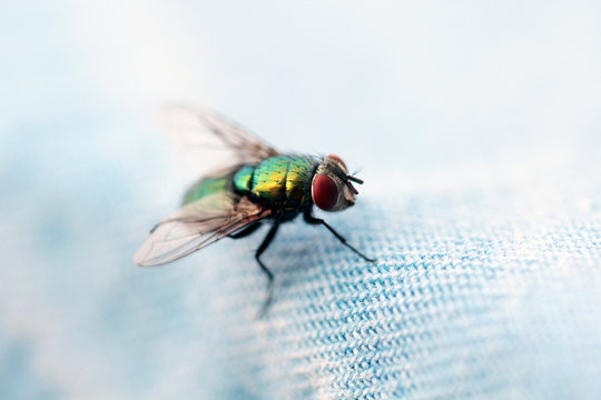 Fliege Makro bunt