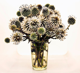 prickly bouquet on white