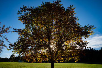 Fototapeta premium autumn in the park