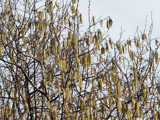 (Corylus avellana) Floraison du noisetier commun ou coudrier ou inflorescence mâle en forme de chatons jaunes pendant sur des branches dénudées