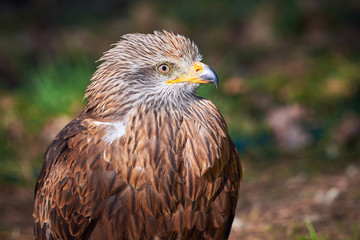 Black Kite Closeup (Milvus migrans) Falconry