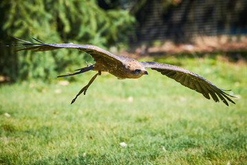 Black Kite in flight (Milvus migrans) Falconry