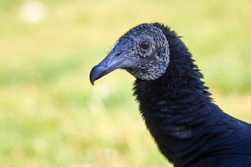 Black Vulture Head Closeup (Coragyps atratus)