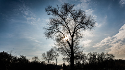 Fototapeta na wymiar lonely tree in a winter park