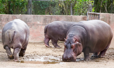Hipopótamos no zoológico