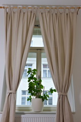 Hibiscus plant standing in a room inside on a window ledge with beige curtains hanging around the window