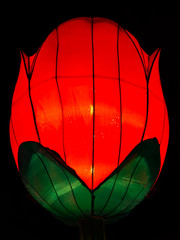 Chinese Lantern Rose With Red Petals and Green Leaves