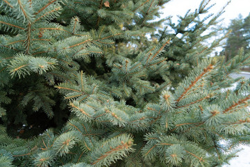  texture nature plant tree Christmas tree