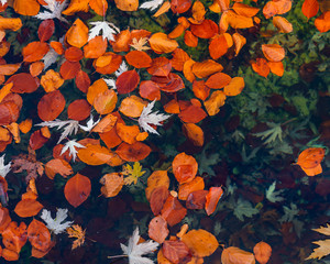 autumn leaves in pond
