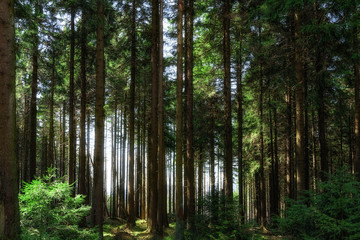 Forest at the Harz National Park