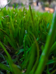 green grass with water drops