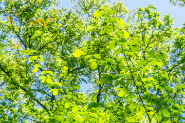 Big fresh green trees grow under the blue sky in springtime at Central Park New York City NY USA on May. 06 2019.