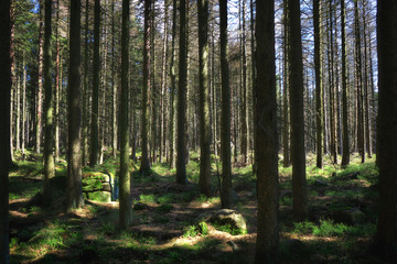 Fototapeta na wymiar Forest at the Harz National Park