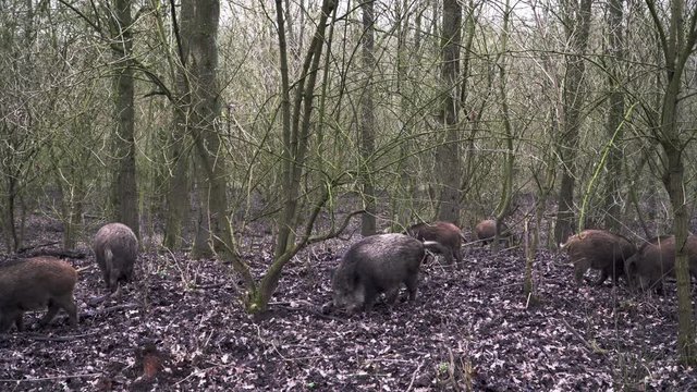 Group of wild pigs looking for some food