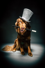 Hund mit Zylinder und Zauberstab