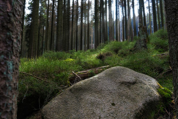 Forest at the Harz National Park