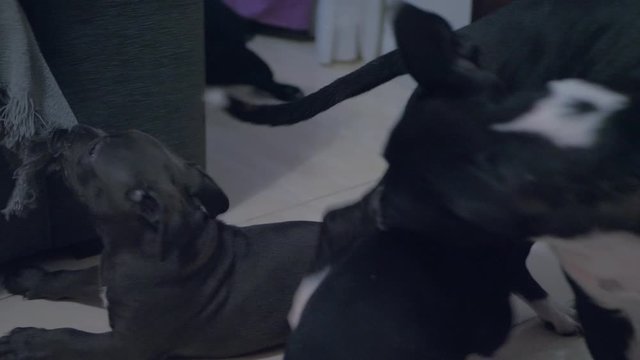 seven weeks old American Staffordshire Terrier puppies plays with the sofa and playing with mommy