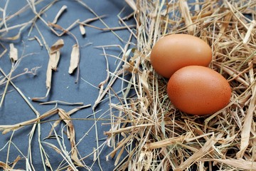three eggs in nest