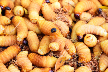 Coconut beetle worms.worm coconut animal jungle food