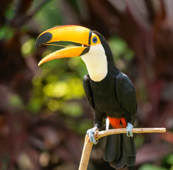 Toco toucan dans la réserve d& 39 oiseaux tropicaux exotiques