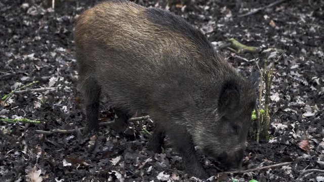 Wild pig sniffing through the mud for some food