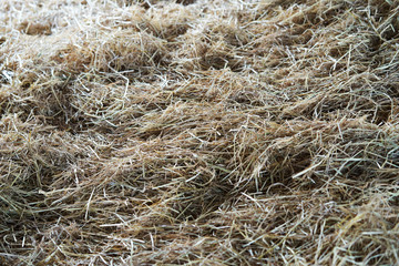 dry Straw from argriculture on floor