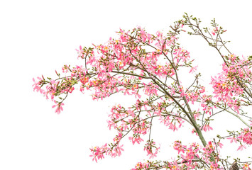 Obraz na płótnie Canvas silk floss tree flower isolated on white background
