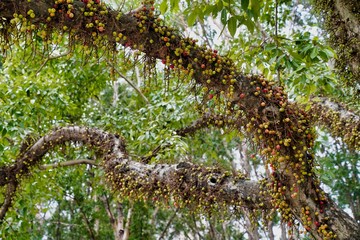 Ficus racemata is a tree of the Mulberry family, native to Australia, Southeast Asia and India. Ficus racemes in Hinduism and Buddhism is considered a sacred plant