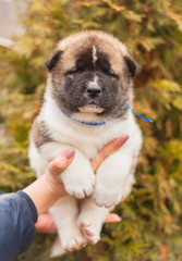 dog in park