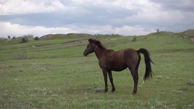Horse on leash defecate in the steppe. Russia. 4K stock video footage
