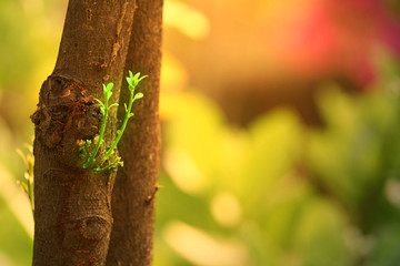 Small buds on tree branch with sun light for begin new oportunity or chance concept