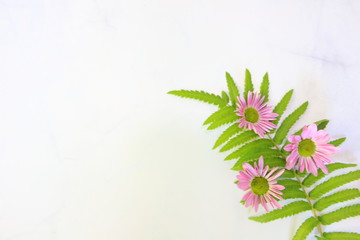 Obraz premium Daisy pink or chrysanthemum flower selective soft focus for background and on marble background,Flat lay pattern Concept Valentine's Day.