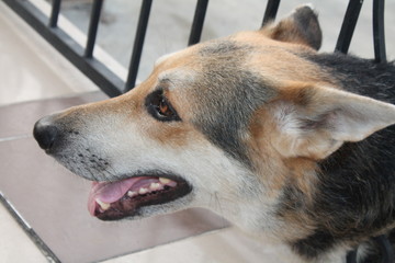 dog head out in window