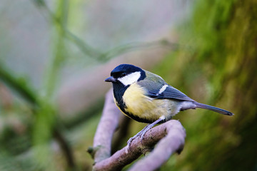 Fototapeta premium Great Tit (Parus major) sitting on a branch, taken in the UK
