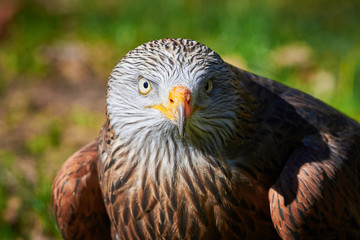 Red Kite head closeup (Milvus milvus)