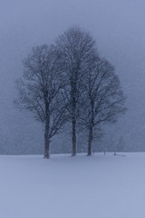 Fototapeta na wymiar trees in fresh snow