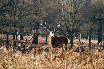 Red deer (Cervus elaphus) stag stnading watch over a herd, taken in Egland