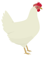 The Leghorn Breed of domestic chicken Vector illustration Isolated object Organic farm