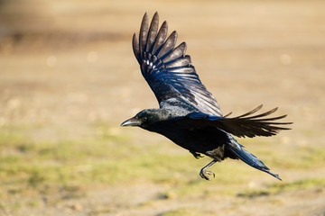 Carrion crow (Corvus corone) in flight, taken in London, England