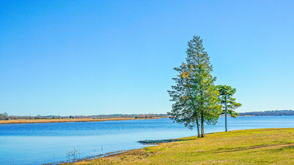 A single pine tree grows by the shore of a Texas lake