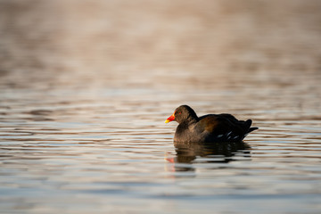 Moorhen (Gallinula chloropus) flaoting on a pond,  taken in London, England