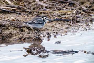 White Wagtail (Motacilla alba) searching waters edge for food in winter, taken in England