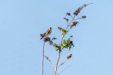 European Goldfinch (Carduelis carduelis) perched at top of a bush, taken in the England