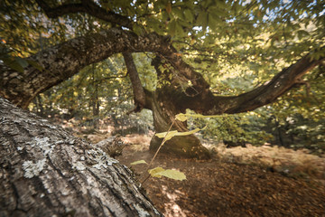 Castaño centenario en el bosque encantado de castaños durante el otoño.